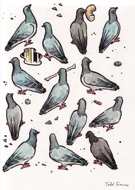 Pigeon Extravaganza